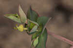 Greater Florida spurge